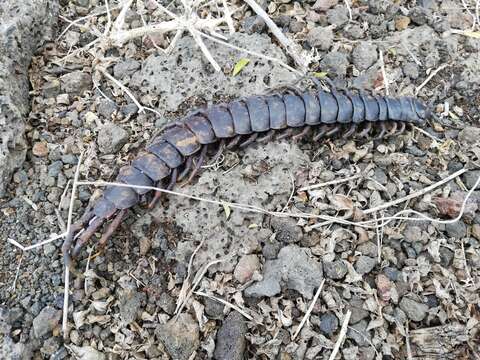 Image of Scolopendra galapagoensis Bollman 1889