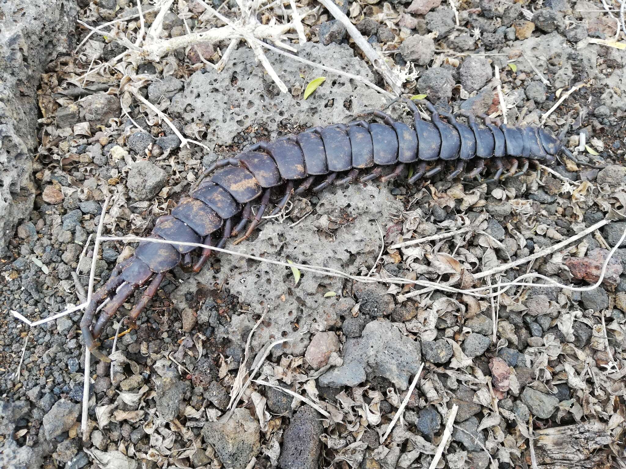 Imagem de Scolopendra galapagoensis Bollman 1889