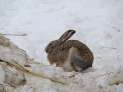 Image of Woolly Hare