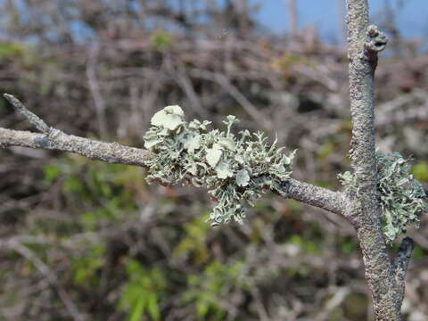 Image of cartilage lichen