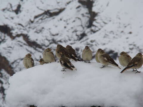 Image of Henri's Snowfinch