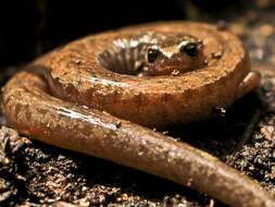 Image of California Slender Salamander