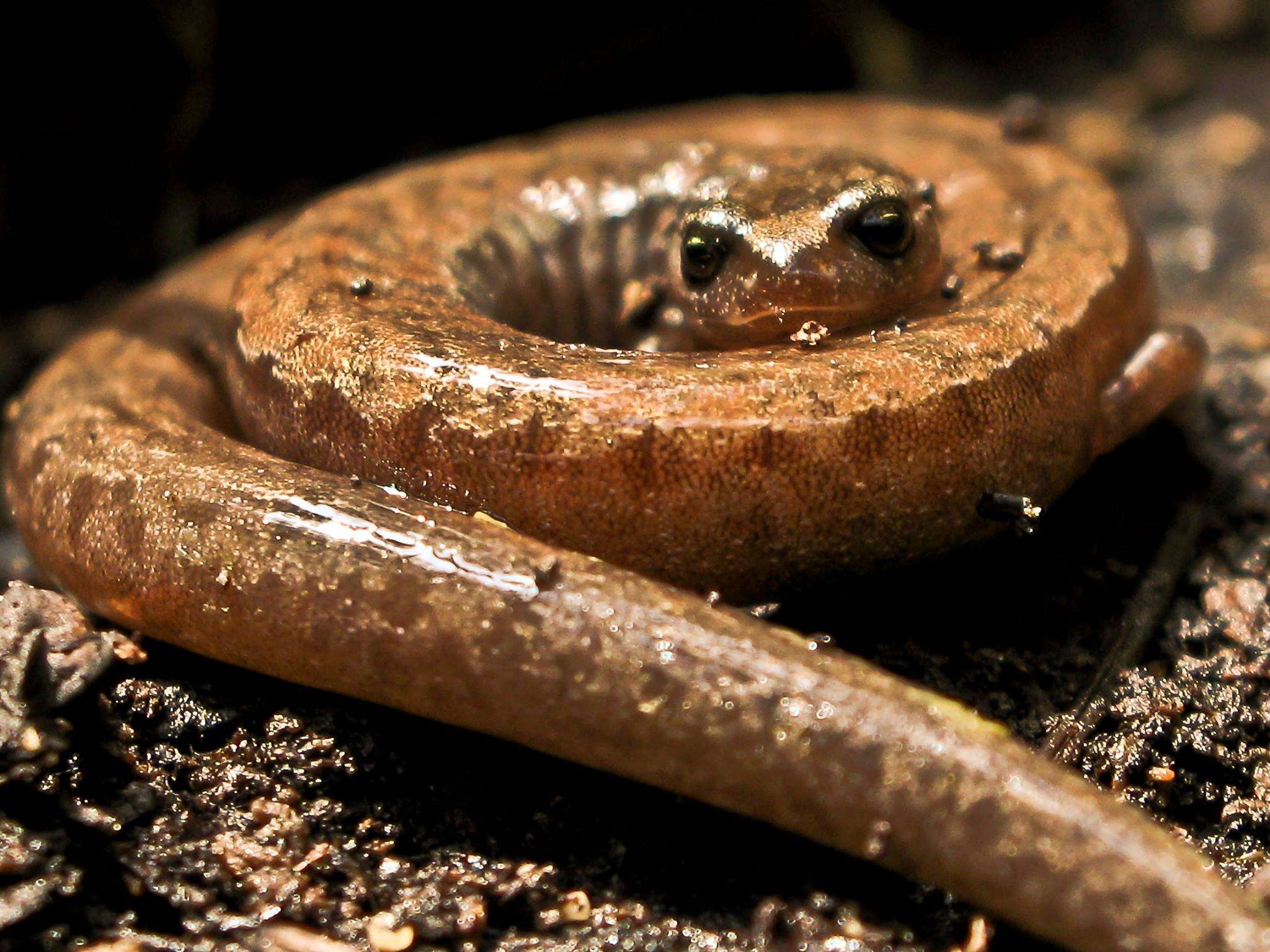 Image of California Slender Salamander