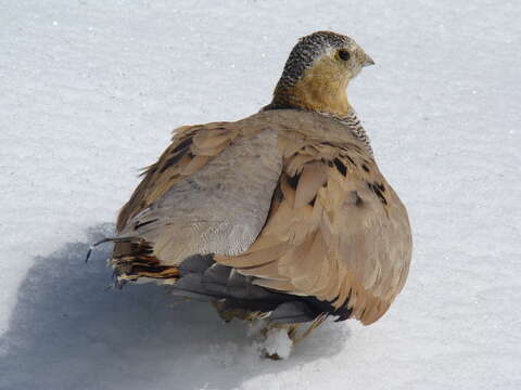 Слика од Syrrhaptes tibetanus Gould 1850