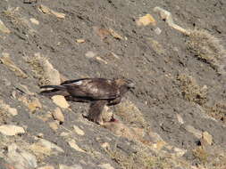 Image of Golden eagle