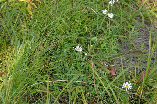 Plancia ëd Symphyotrichum boreale (Torr. & A. Gray) A. Löve & D. Löve