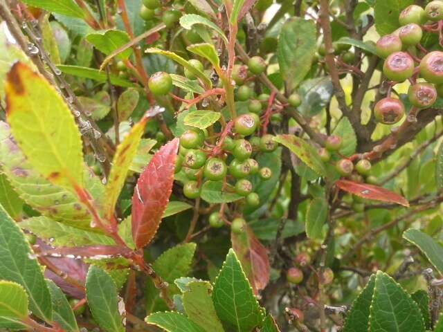 Image of Vaccinium exul Bolus