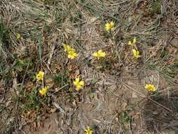 Image of Goodenia pinnatifida Schltdl.