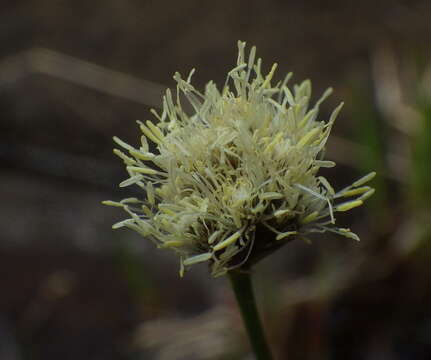 Plancia ëd Calliscirpus criniger (A. Gray) C. N. Gilmour, J. R. Starr & Naczi