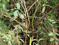 Cyathea conjugata (Spruce ex Hook.) Domin resmi