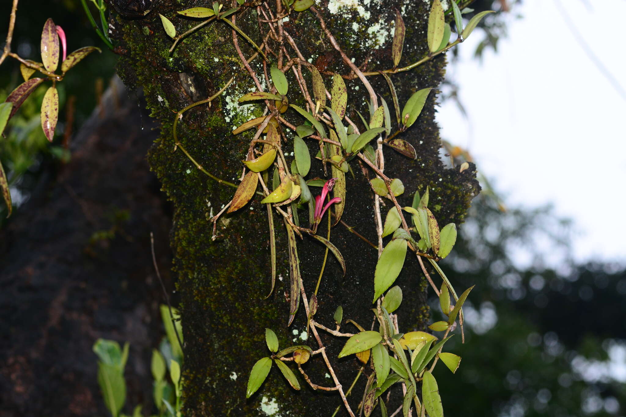 Image of Aeschynanthus perrottetii A. DC.