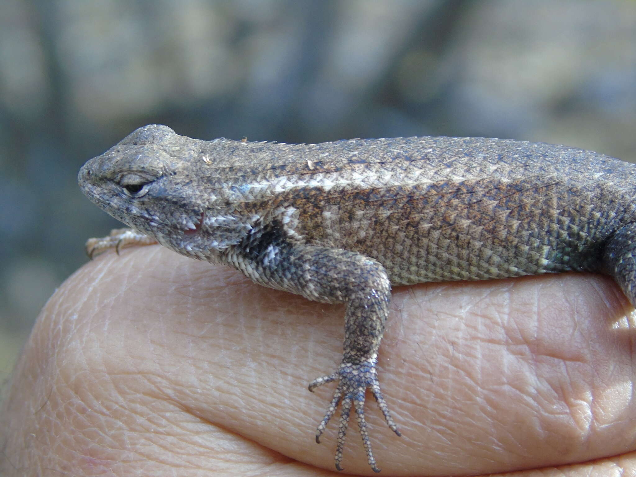 Image of Cape Arboreal Spiny Lizard