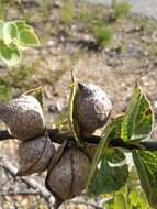 Imagem de Hakea cucullata R. Br.