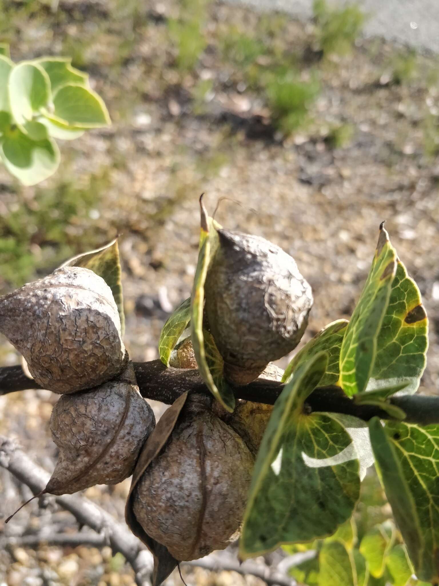 Imagem de Hakea cucullata R. Br.