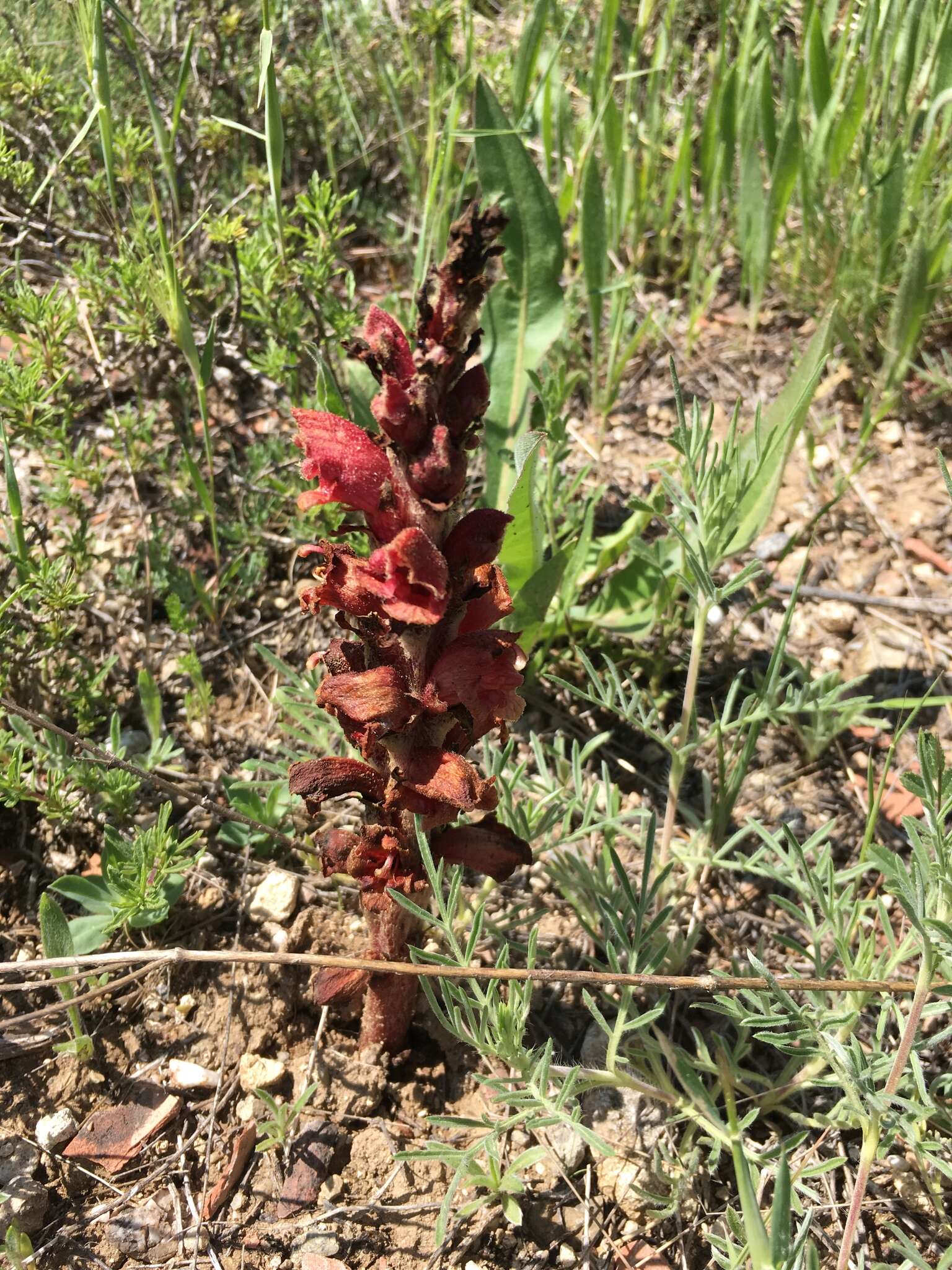 Image of Orobanche anatolica Boiss. & Reuter