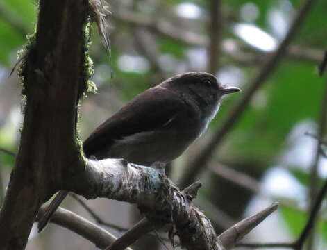 Image de Muscicapa adusta adusta (Boie & F 1828)