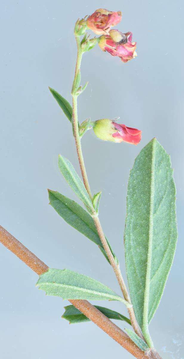 Image of Hermannia denudata var. erecta (N. E. Br.) Burtt Davy & Greenway