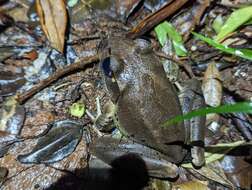Image of Fleay’s Barred-frog