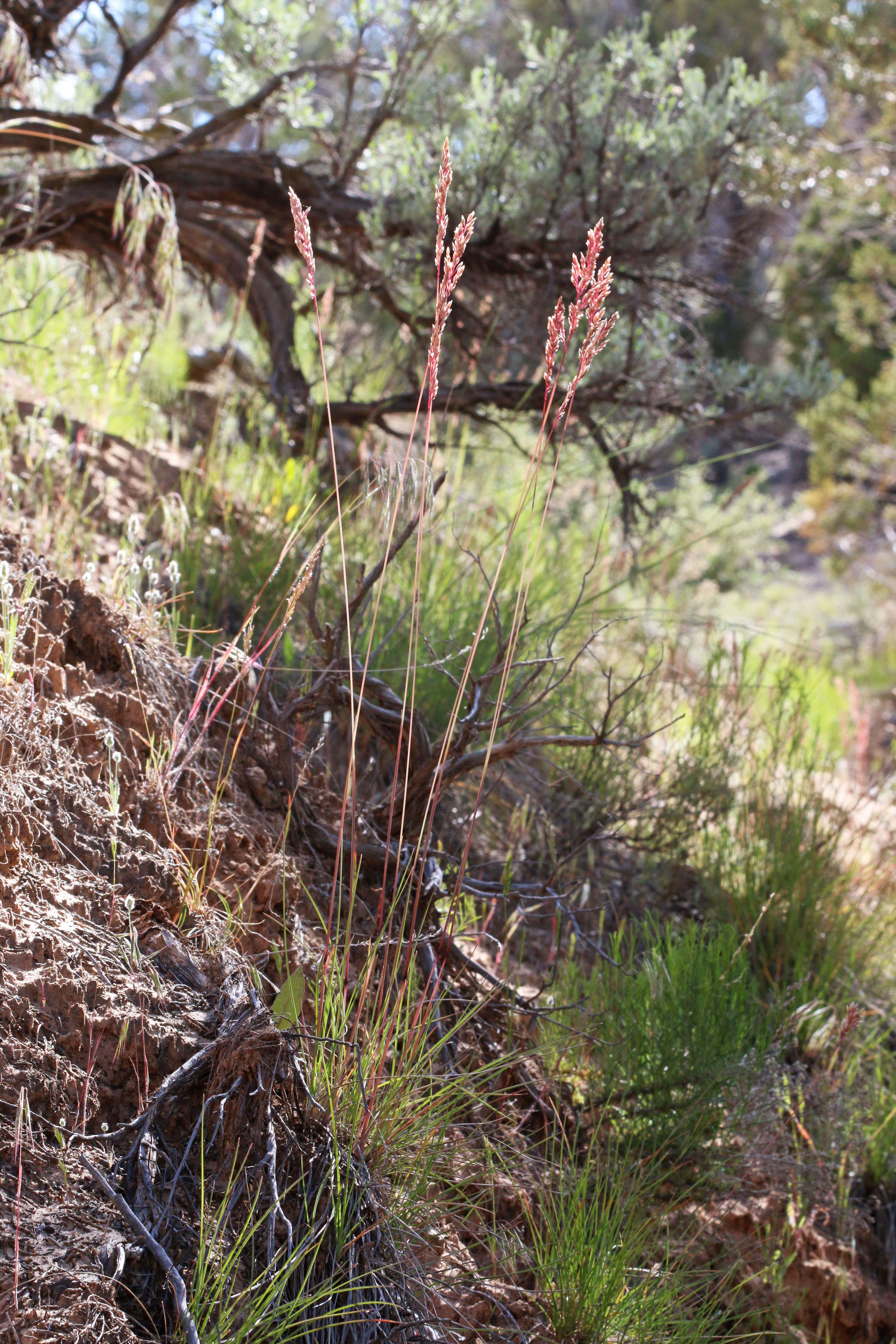 Image de Poa fendleriana (Steud.) Vasey