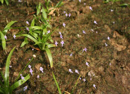 Image of Utricularia geoffrayi Pellegr.