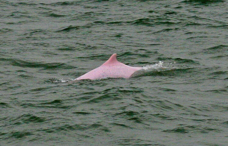 Image of Chinese Humpback Dolphin