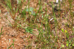 Imagem de Juncus bufonius L.