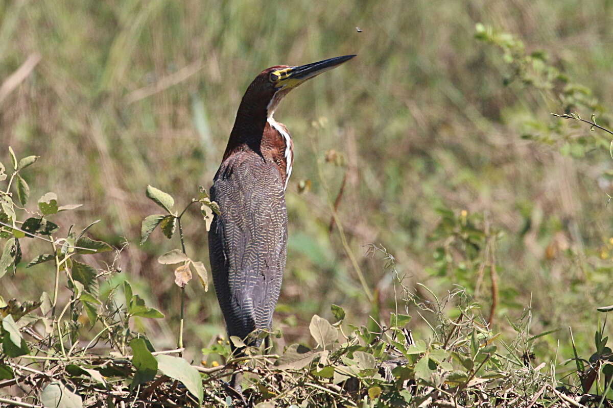 Image of Tigrisoma Swainson 1827