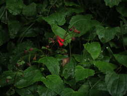 Image de Ourisia ruellioides (L. fil.) Kuntze