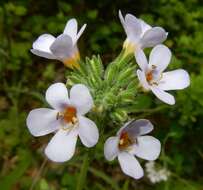 Image de Sutera polyantha (Benth.) Kuntze