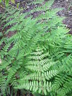 Imagem de Dryopteris dilatata (Hoffm.) A. Gray