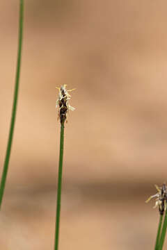 Image of Common Spike-rush