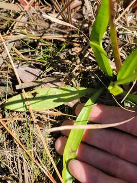 Image of Savannah Sneezeweed