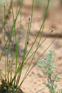 Image of Common Spike-rush