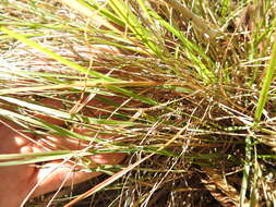 Image of Eragrostis spartinoides Steud.