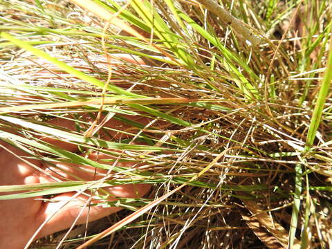 Image of Eragrostis spartinoides Steud.