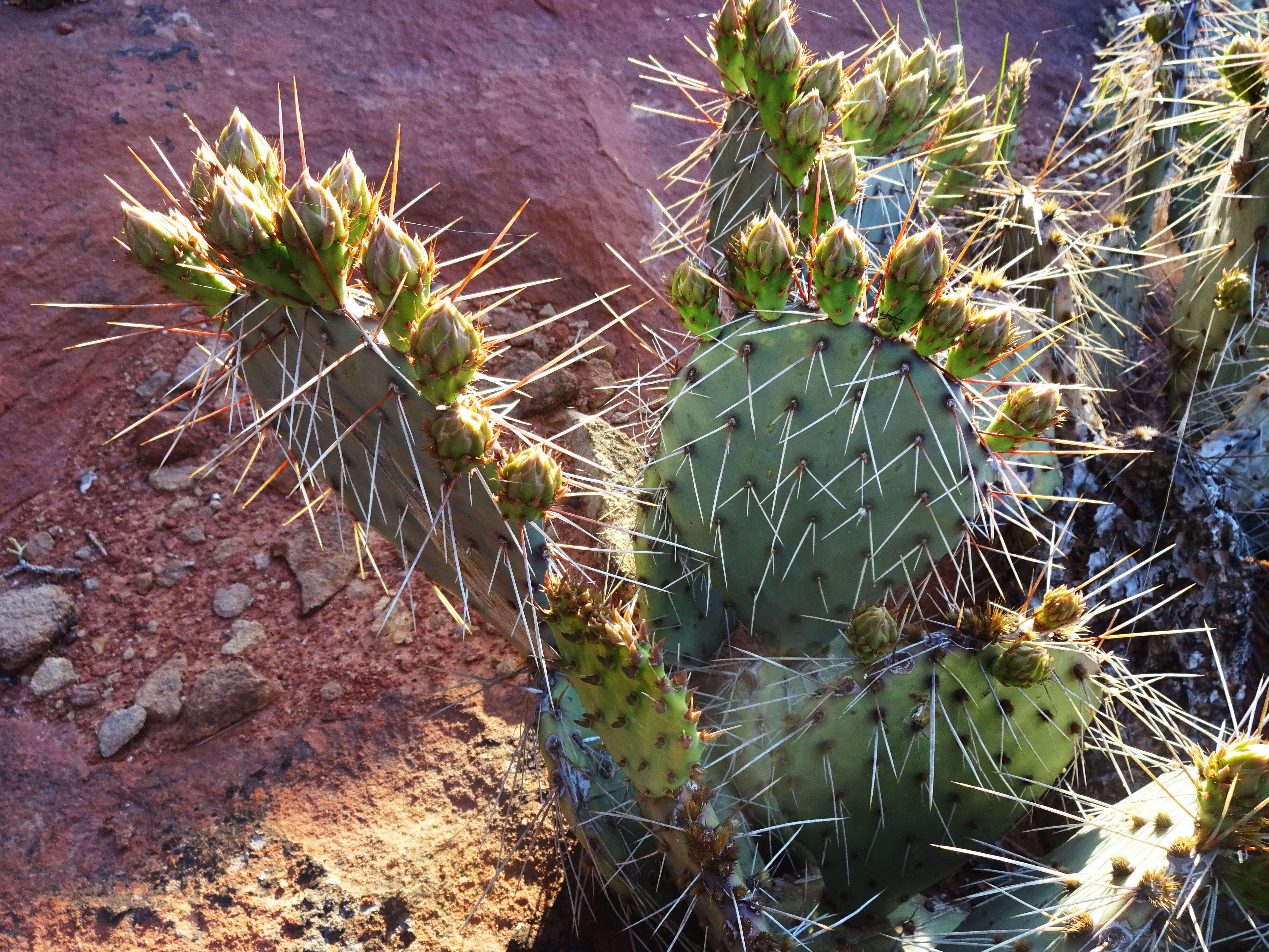 Image of Panhandle Prickly-pear