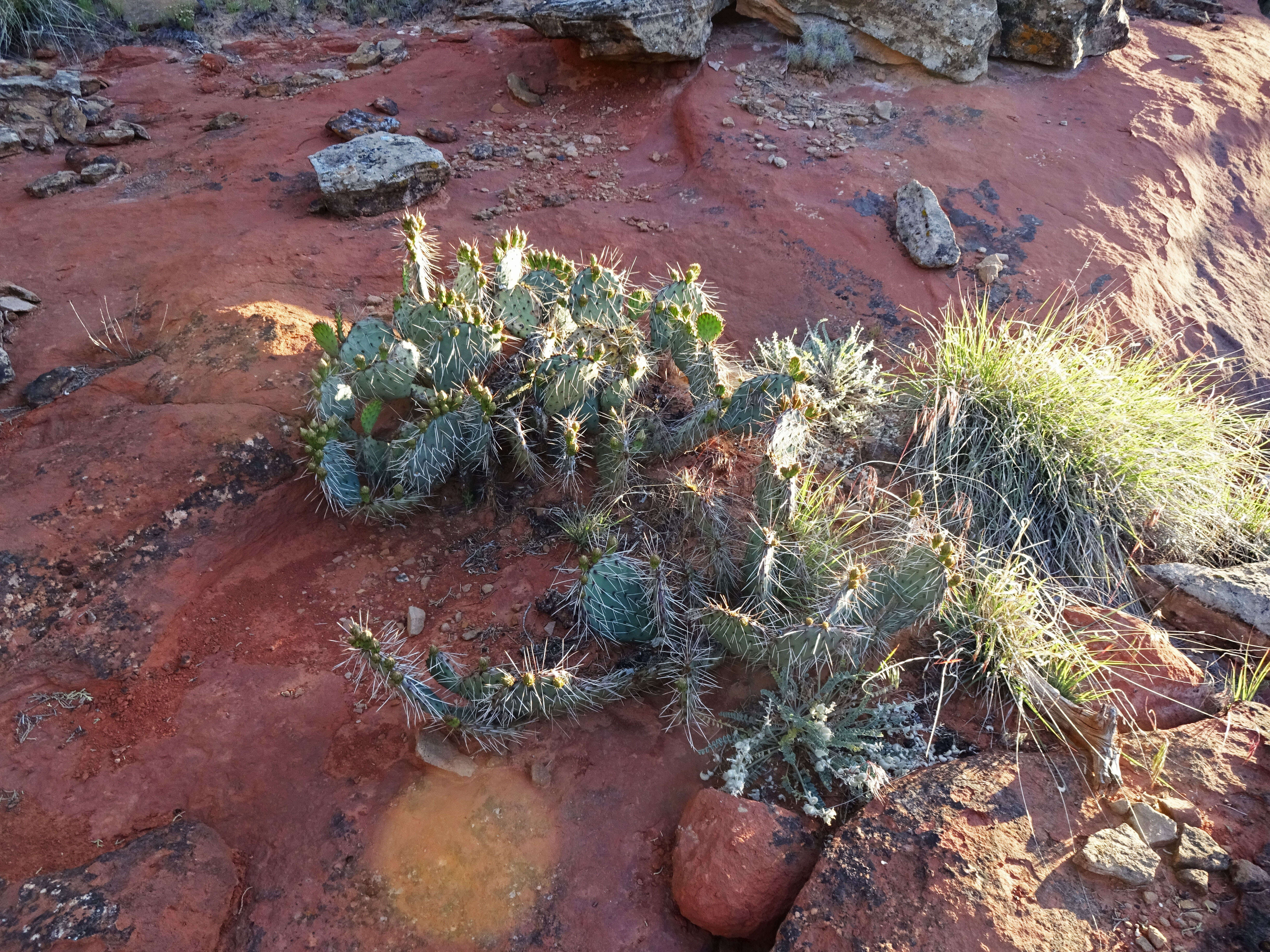 Image of Panhandle Prickly-pear