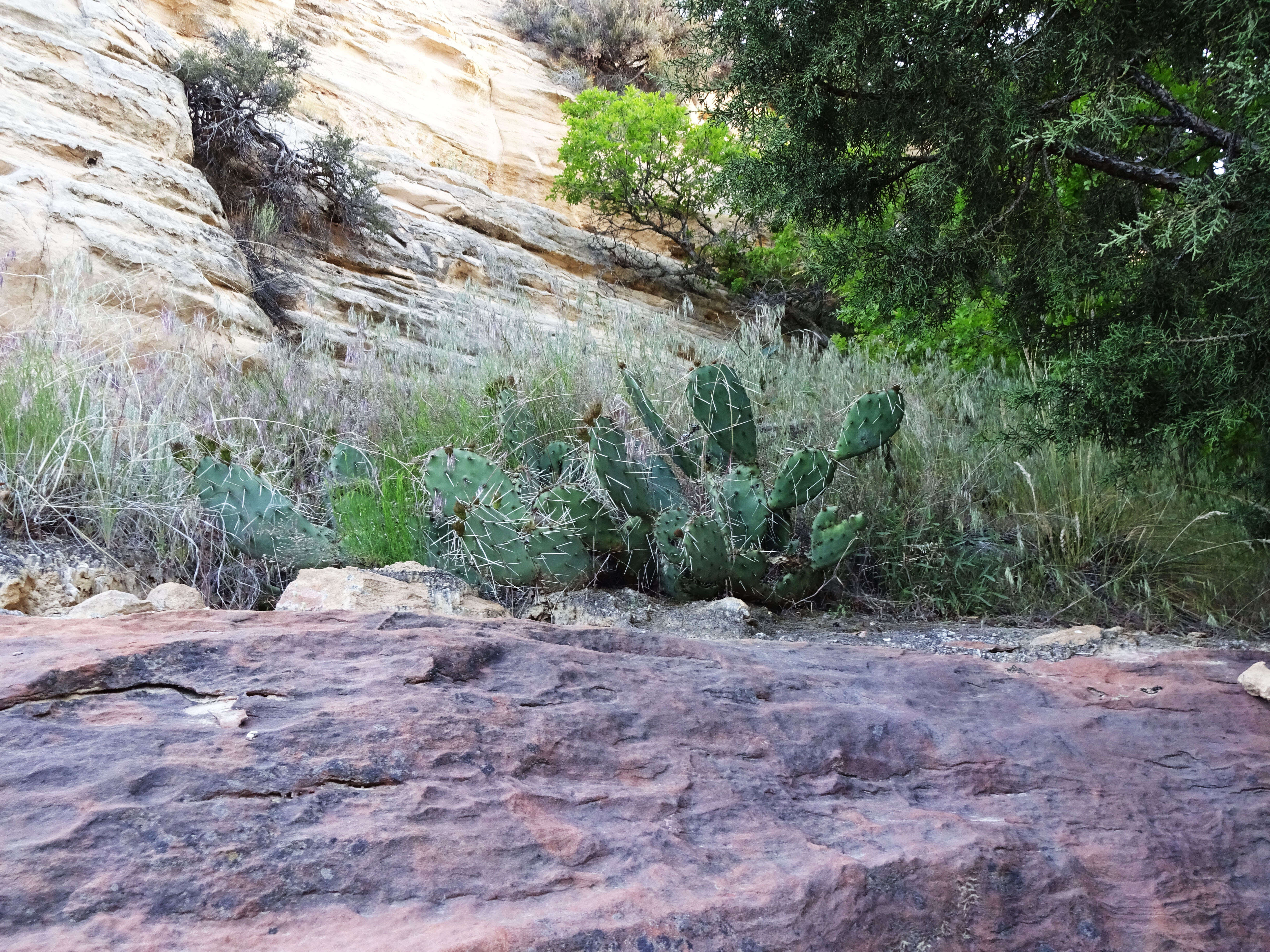 Image of Panhandle Prickly-pear