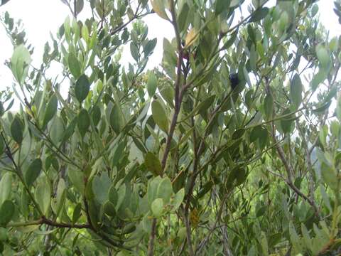 Image of Coastal tannin-bush