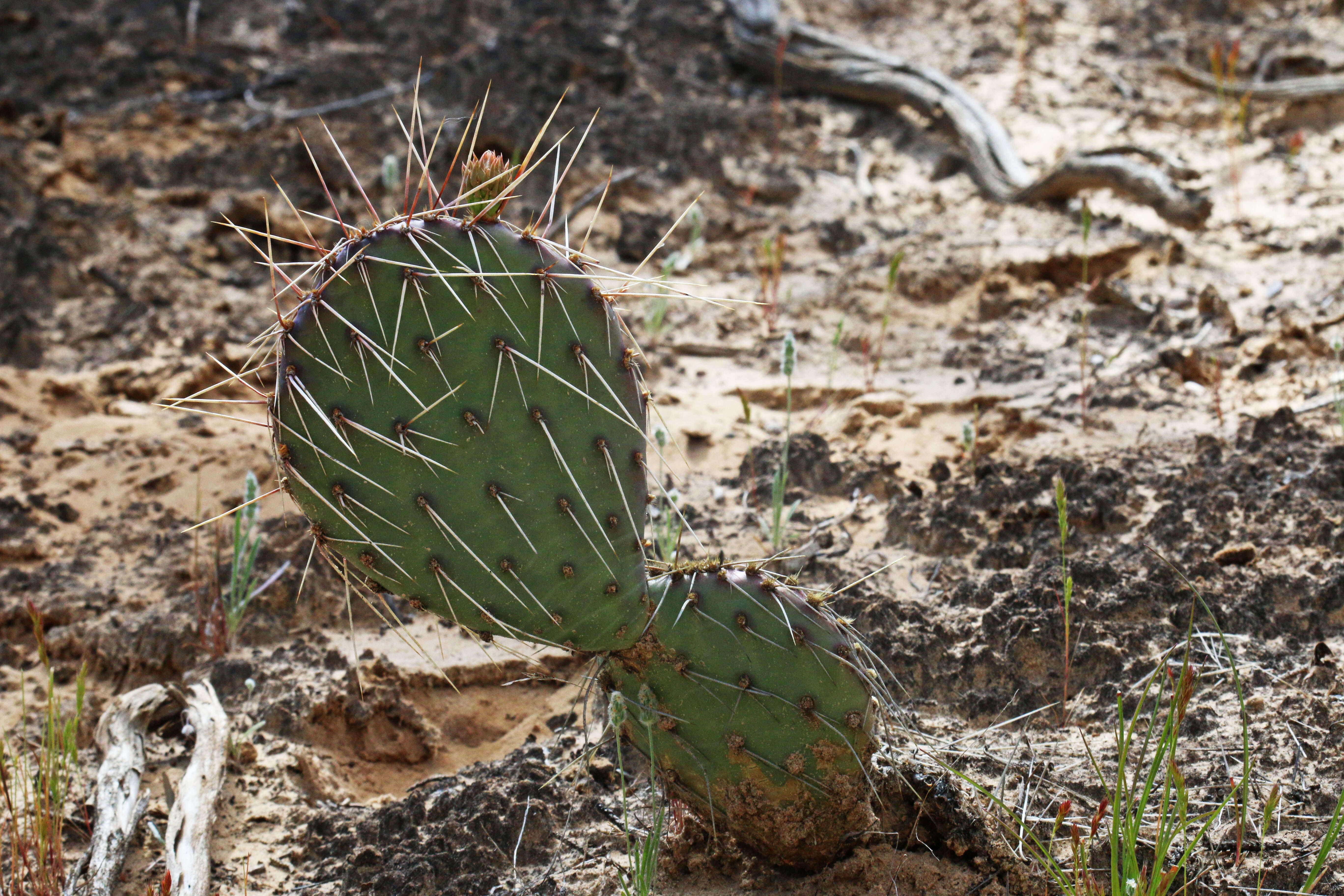 Image of Panhandle Prickly-pear