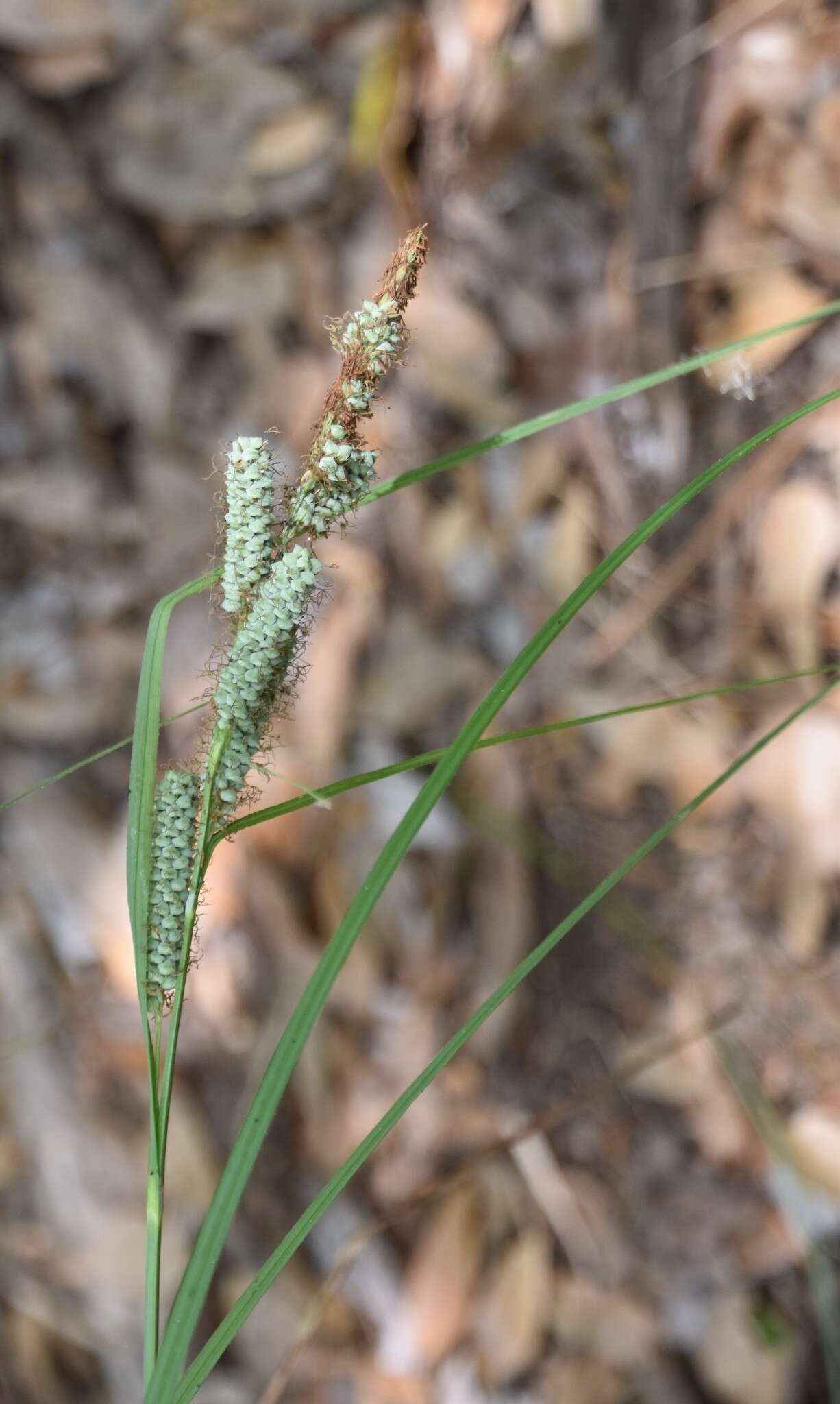 Image of Warty Sedge