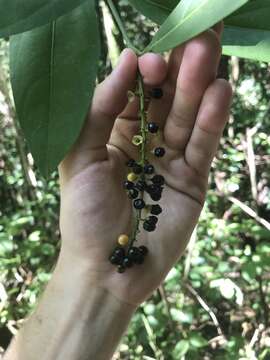 Image of Juniper-Berry