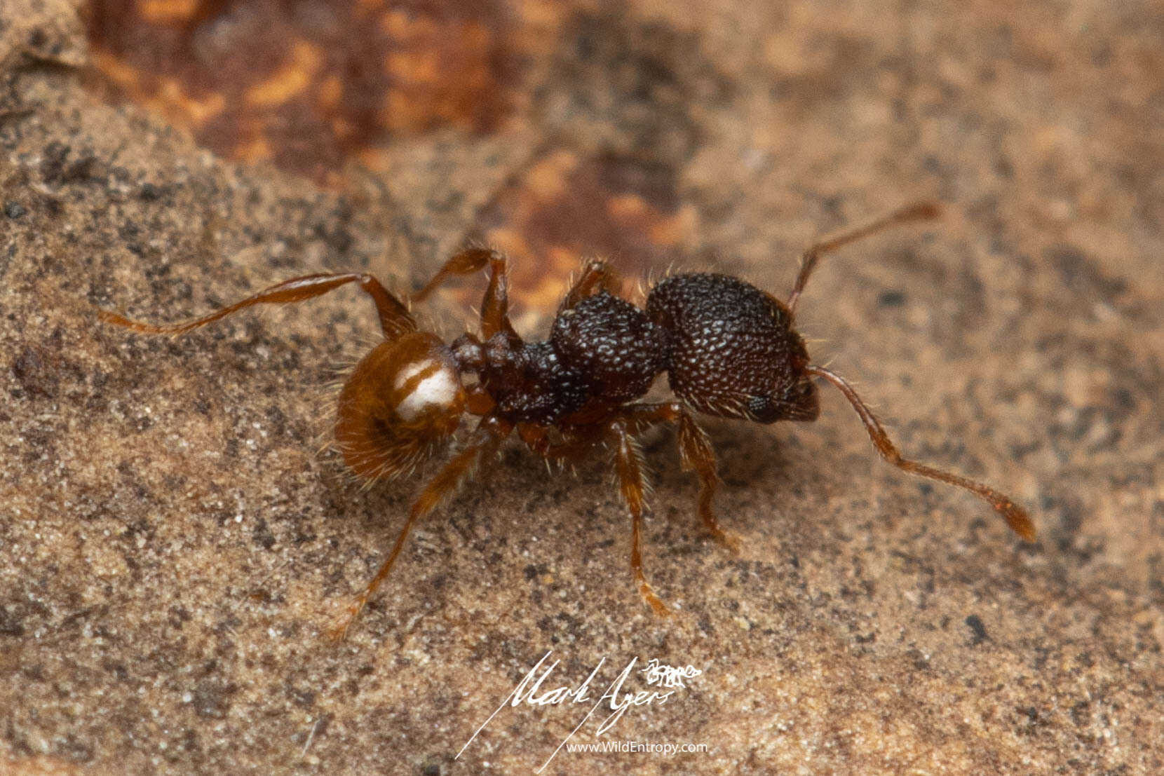 Image of Pheidole longiceps doddi Forel 1910