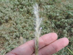 Image of silver beardgrass