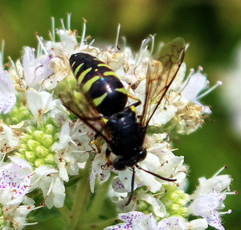 Image of Bicyrtes quadrifasciatus (Say 1824)