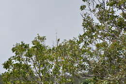 Image of New Caledonian Parakeet