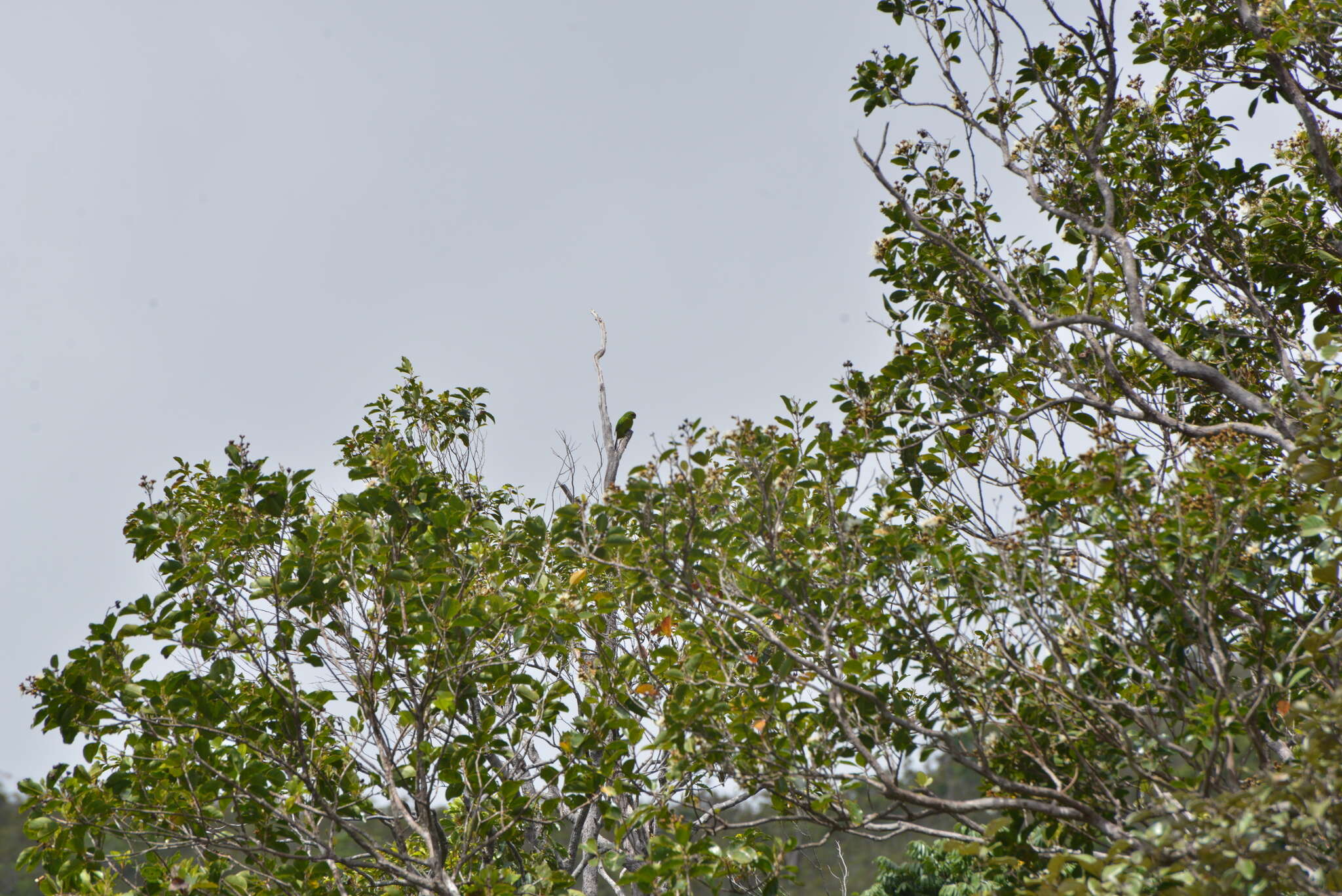 Image of New Caledonian Parakeet