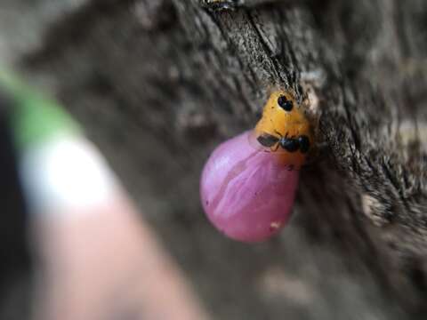 صورة Mimocalla (Mimocalla) giganteus (Schiner 1868)