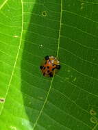 Image of Aspidimorpha (Aspidimorpha) punctum (Fabricius 1801)