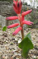 Image of Red Viooltjie
